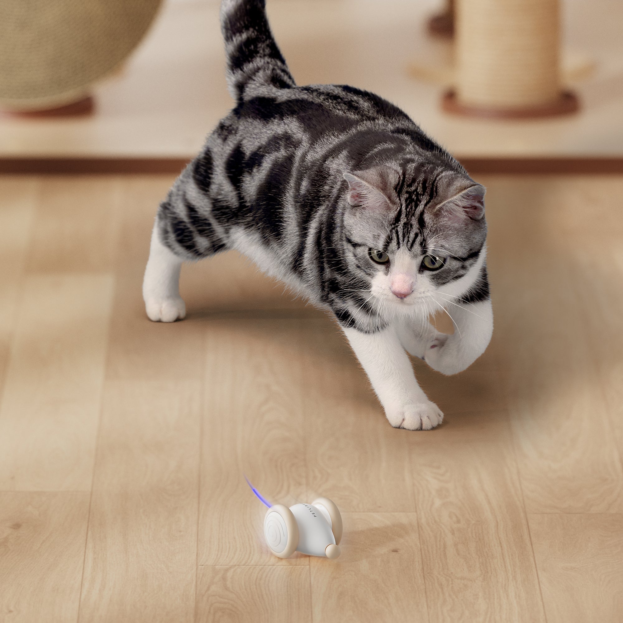 Interactive Cat Toys